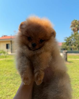 Volpino di Pomerania / Spitz tedesco nano