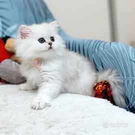 Gattina Scottish straight Longhair British