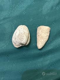 Fossili