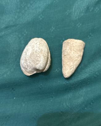 Fossili