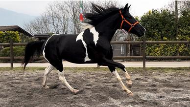 Cavalla Barrockpinta