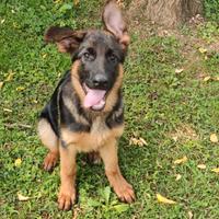 Cucciola pastore tedesco