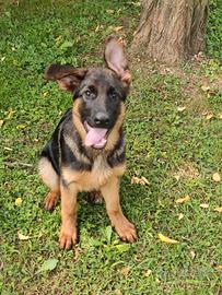 Cucciola pastore tedesco