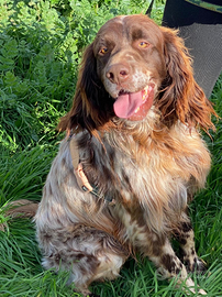 Zefiro un cagnolino tutto cuore