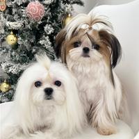 Maltese maschio disponibile subito