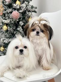 Maltese maschio disponibile subito