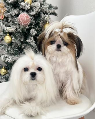 Maltese maschio disponibile subito