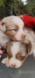 Belissimi cuccioli di Australian