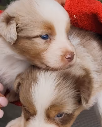 Belissimi cuccioli di Australian
