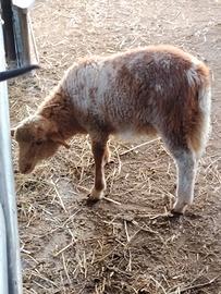 Agnello