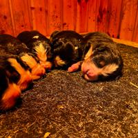 Cucciolata bovaro del bernese svezzati