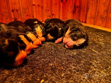 Cucciolata bovaro del bernese svezzati