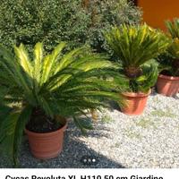 Cycas revoluta xl