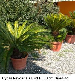 Cycas revoluta xl