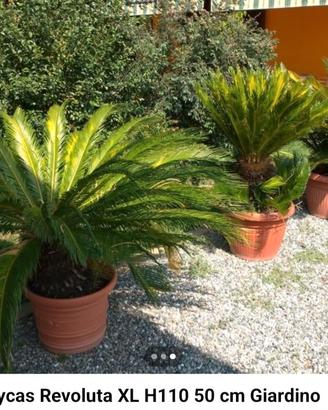Cycas revoluta xl
