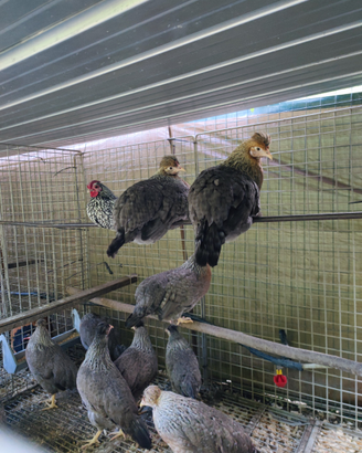 Galline