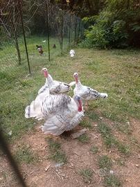 Tacchini ermellinato di Rovigo