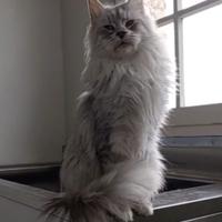 Femmina Maine Coon da compagnia