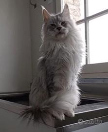 Femmina Maine Coon da compagnia