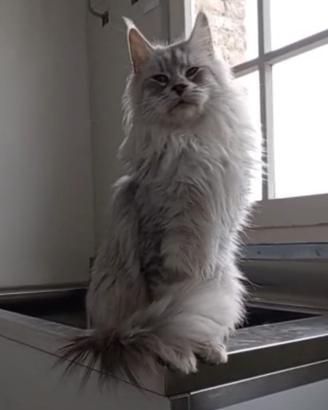 Femmina Maine Coon da compagnia