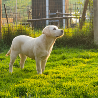 Labrador maschio per accoppiamento