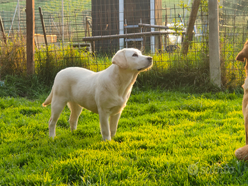 Labrador maschio per accoppiamento