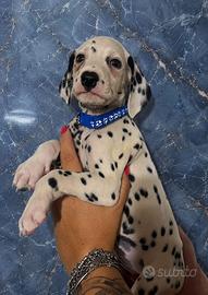 Maschietto dalmata pedigree