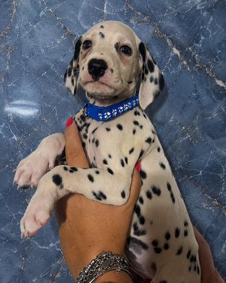 Maschietto dalmata pedigree