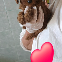 BarbonciniTOY , minitoy,