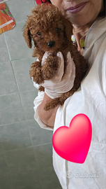 BarbonciniTOY , minitoy,