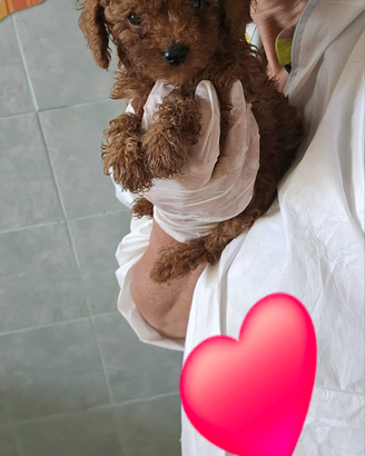 BarbonciniTOY , minitoy,