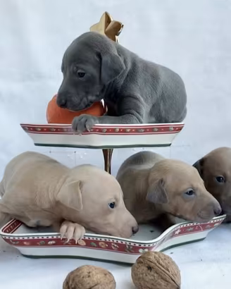 Cucciolo Piccolo Levriero Italiano