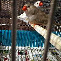 Diamanti mandarino coppia