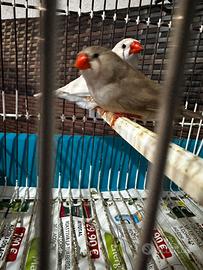 Diamanti mandarino coppia