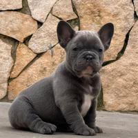 Cuccioli di bulldog francese esotici
