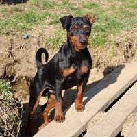Pinscher nano