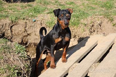 Pinscher nano