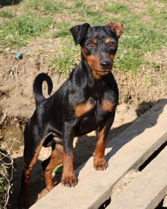 Pinscher nano