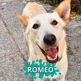 Romeo: curioso, intelligente e socievole
