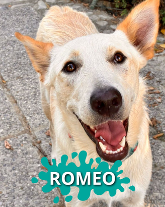 Romeo: curioso, intelligente e socievole