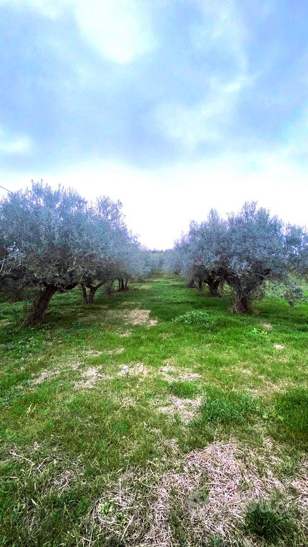 Terreno agricolo con 40 piante di ulivi secolari - Vista 2