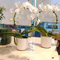 orchidee vere con vaso in ceramica