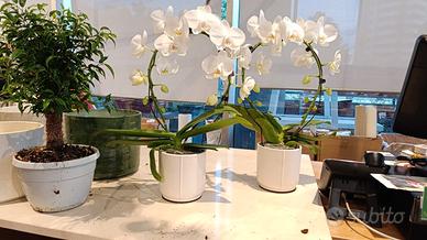 orchidee vere con vaso in ceramica