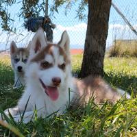Siberian Husky Cuccioli con pedigree