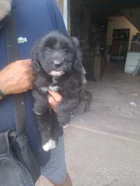 Splendidi cuccioli