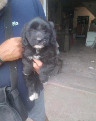 Splendidi cuccioli