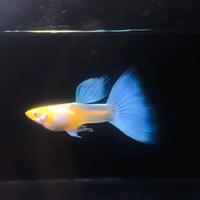 Guppy show blue topaz albino avannotti