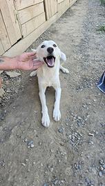 cagnolina dolcissima aspetta adozione da 2 anni