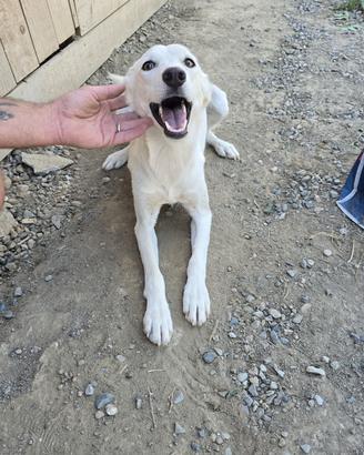 cagnolina dolcissima aspetta adozione da 2 anni