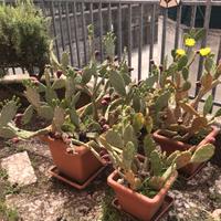 Fichi d'india con frutti ornamentali